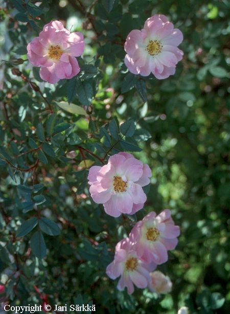 Rosa glauca 'Nova'